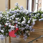 Les Belles Terrasses ,3 , Le Vegetal De 1 à 8 Personnes , Le Tropical De 1 à 6 Personnes , Le Floral Avec Terrasse De 1 à 3 Personnes , Quartier Calme Au Stationnement Gratuit à Coté De L'avenue Verte * Dieppe