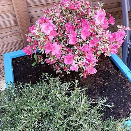Les Belles Terrasses ,3 , Le Vegetal De 1 à 8 Personnes , Le Tropical De 1 à 6 Personnes , Le Floral Avec Terrasse De 1 à 3 Personnes , Quartier Calme Au Stationnement Gratuit à Coté De L'avenue Verte *